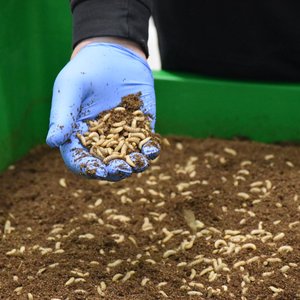 Black soldier fly larvae