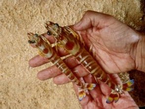 Put a Pedigree Prawn on the Barbie