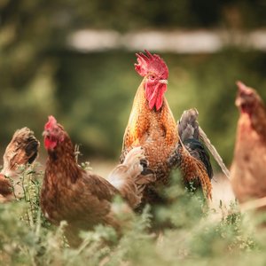 Cage free (1)