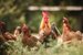 Cage free (1)