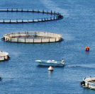 Census_Aquaculture