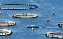 Census_Aquaculture