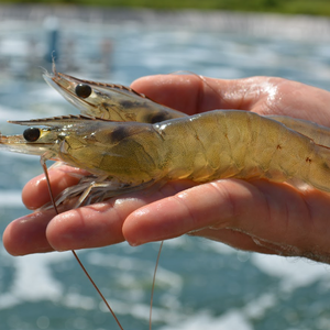 Close up of shrimp produced in Shrimpbox using biofloc technology