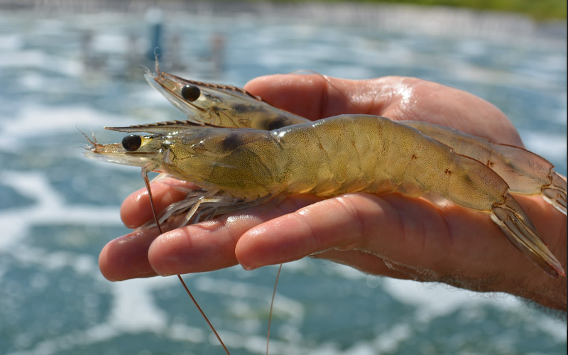 Close up of shrimp produced in Shrimpbox using biofloc technology