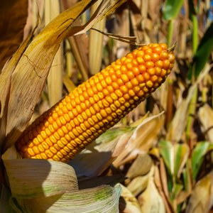 Corn stock photosiStock-1276975538