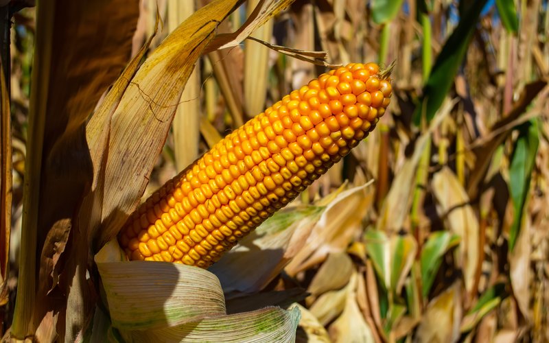 Corn stock photosiStock-1276975538