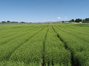 DJI_0245_YTEN_EPA Omega-3 Camelina_US site_July 2023