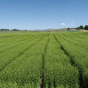 DJI_0245_YTEN_EPA Omega-3 Camelina_US site_July 2023