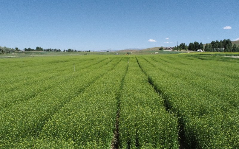 DJI_0245_YTEN_EPA Omega-3 Camelina_US site_July 2023