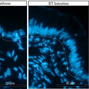 Figure 2 cell disposition in vivo and in vitro