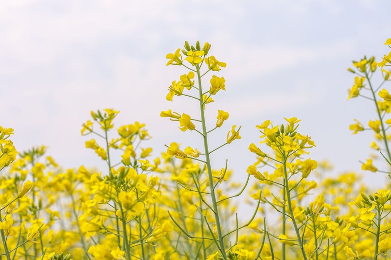 Flowering Canola Up Close-9354