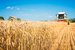 Grain_aleksandarlittlewolf on Freepik