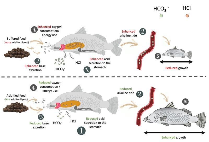 Graphical abstract