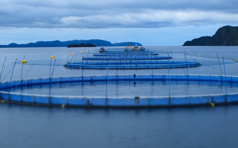 Grieg Seafood Newfoundland