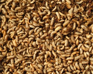 Insects_shutterstock_2296952293