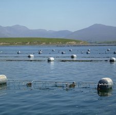 EAS puts the emphasis on shellfish research