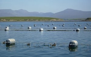 EAS puts the emphasis on shellfish research