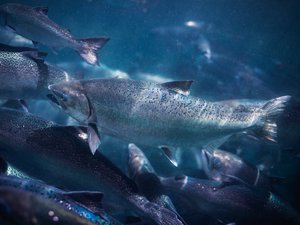 King salmon