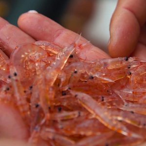 Krill