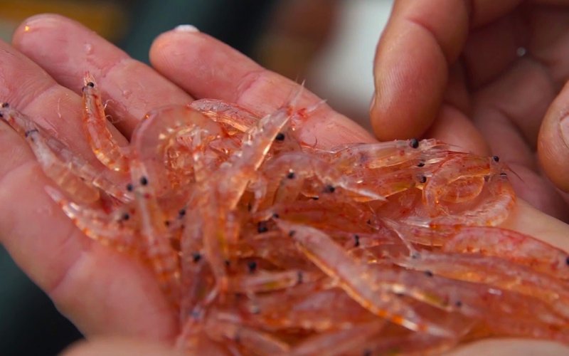 Krill