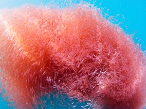 Krill