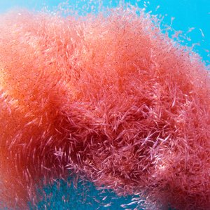 Krill