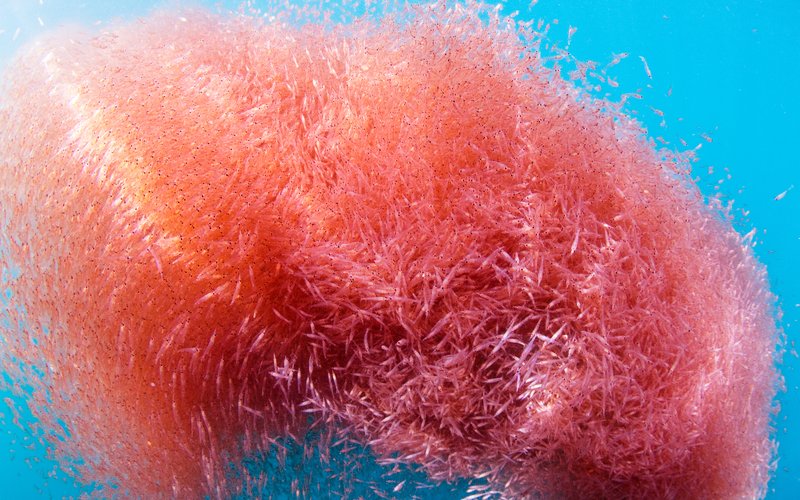 Krill