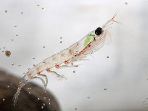 Krill med grønn flekk