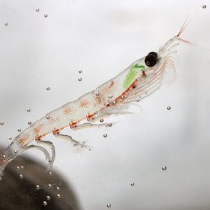 Krill med grønn flekk