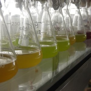 Microalga2