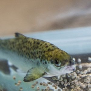 Nofima