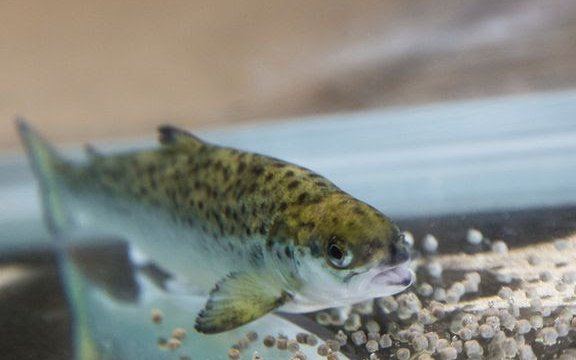 Nofima