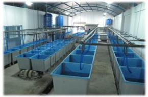 Novus: Investing in the Future of Aquaculture
