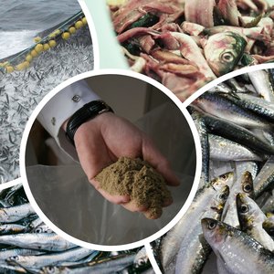OptiBoost-Aquafeed.com