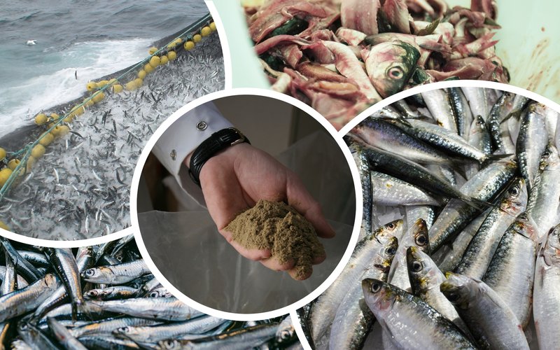 OptiBoost-Aquafeed.com