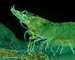 Optimal nutrition for exceptional RAS shrimp farming_Aller Aqua Press Release