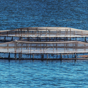 Pep4Fish project invests in the sustainability and circularity of fish feed