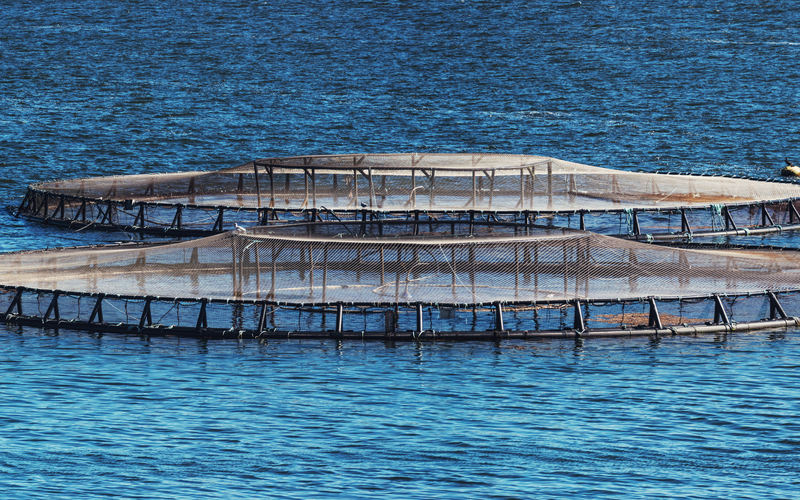 Pep4Fish project invests in the sustainability and circularity of fish feed