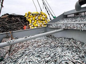 Pesca anchoveta