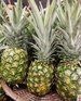 Pineapples2
