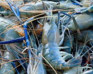 Prawn