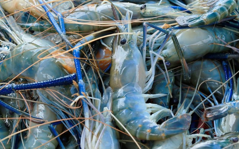 Prawn