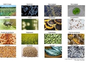 Protein composite picture_0