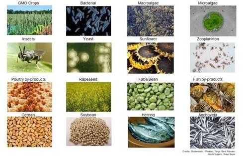 Protein composite picture_0