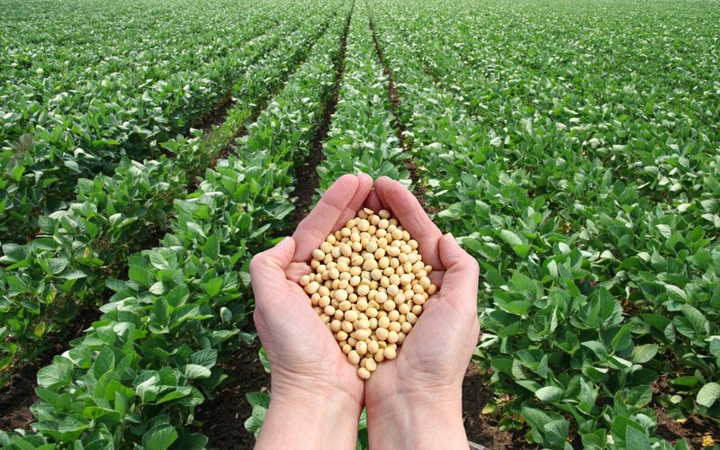 RM-Soy-Field-Beans-Hands (1)