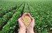 RM-Soy-Field-Beans-Hands (1)