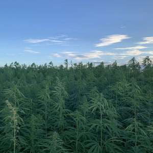 Rare Earth Global hemp crops