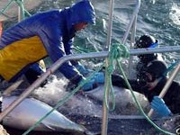 Action Agenda Reports Shape the Future of Australian Aquaculture