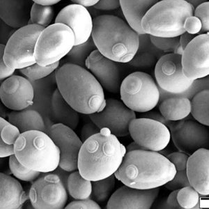 Saccharomyces_cerevisiae_SEM-1024x661