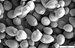 Saccharomyces_cerevisiae_SEM-1024x661